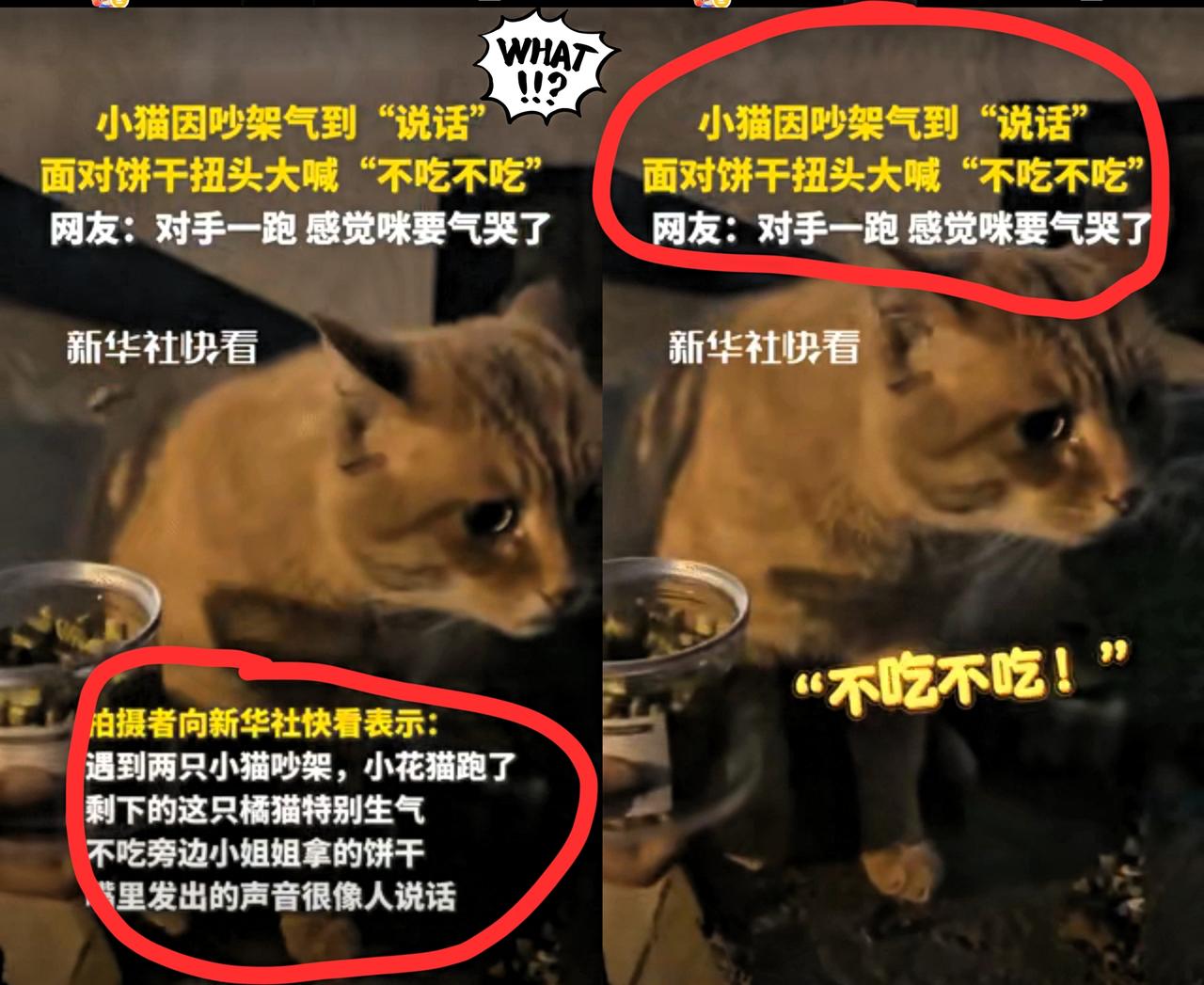 “这只小猫竟然火到央媒了！”
四川成都，一博主碰见两只猫吵架，小花猫跑了后，剩下