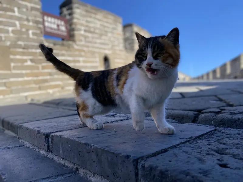 “长城猫”征服外国游客 长城上的“守护者”——“长城猫”，最近可太火了，连外国游