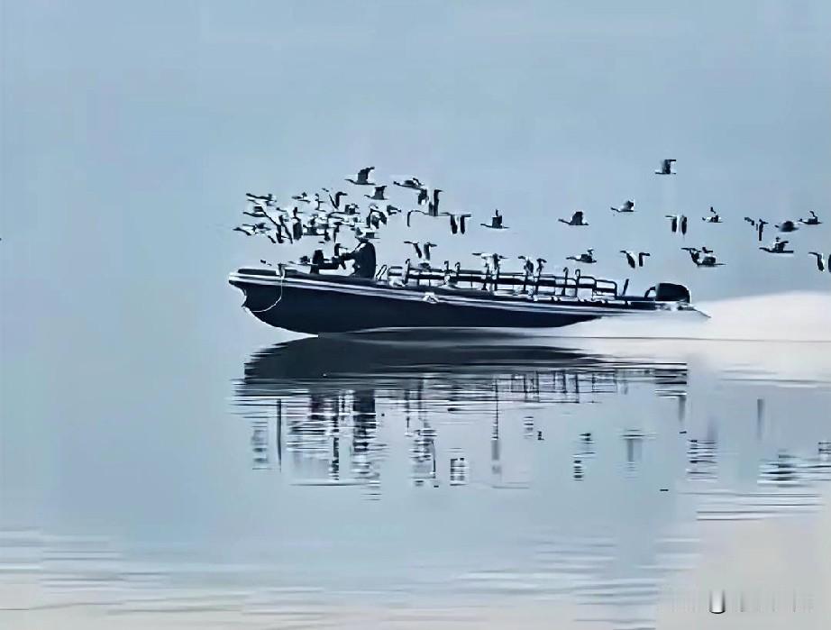 一群大雁往男飞，东湖最拉风的男人出现了，男子驾船一群大雁跟着飞。想起了，滕王阁序
