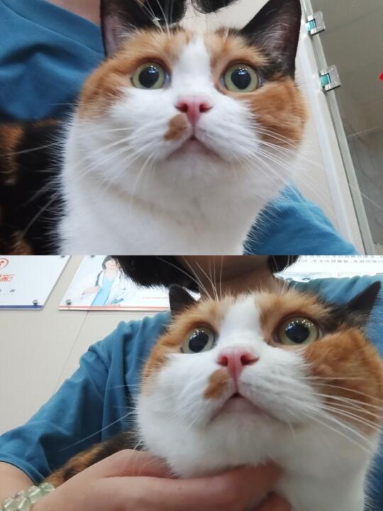 社恐猫出门体检应激还是蛮吓人的…