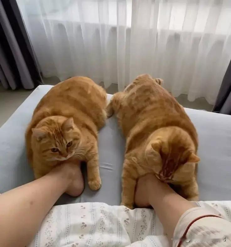 冬天你需要一双猫暖棉拖，纯生物体制热～