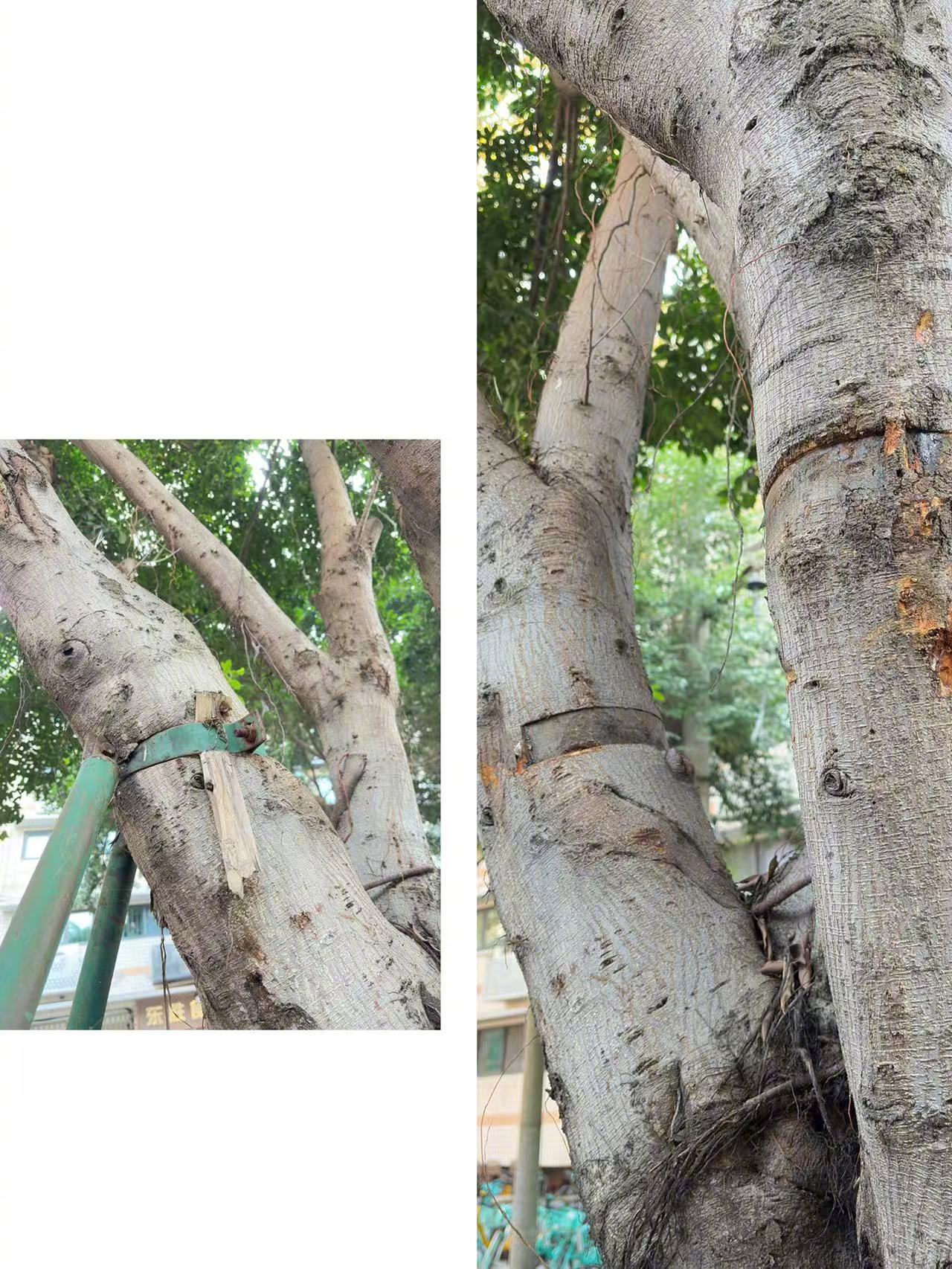 我为一棵树拨打了12345 