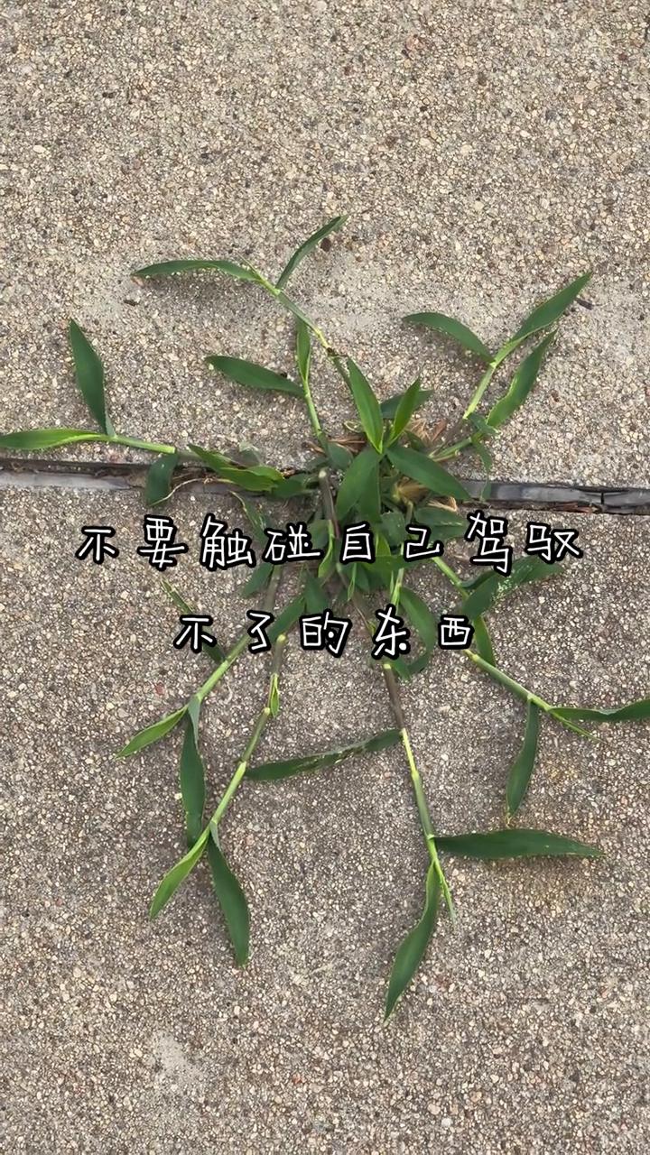 不要触碰自己驾驭不了的东西。
不要去触碰自己驾驭不了的东西，不是一路人，怎么抄近