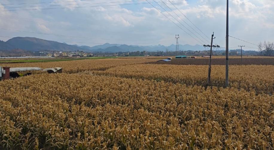 回贵州农村老家，真的越待越心累，甚至觉得自己在农村都混不下去了。从小在外读书，大