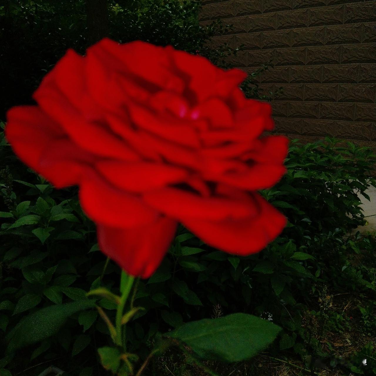 花开，这生命绽放的最美时刻，让人耳目一新，治愈着疲惫、被世俗污染的心灵。
与花对
