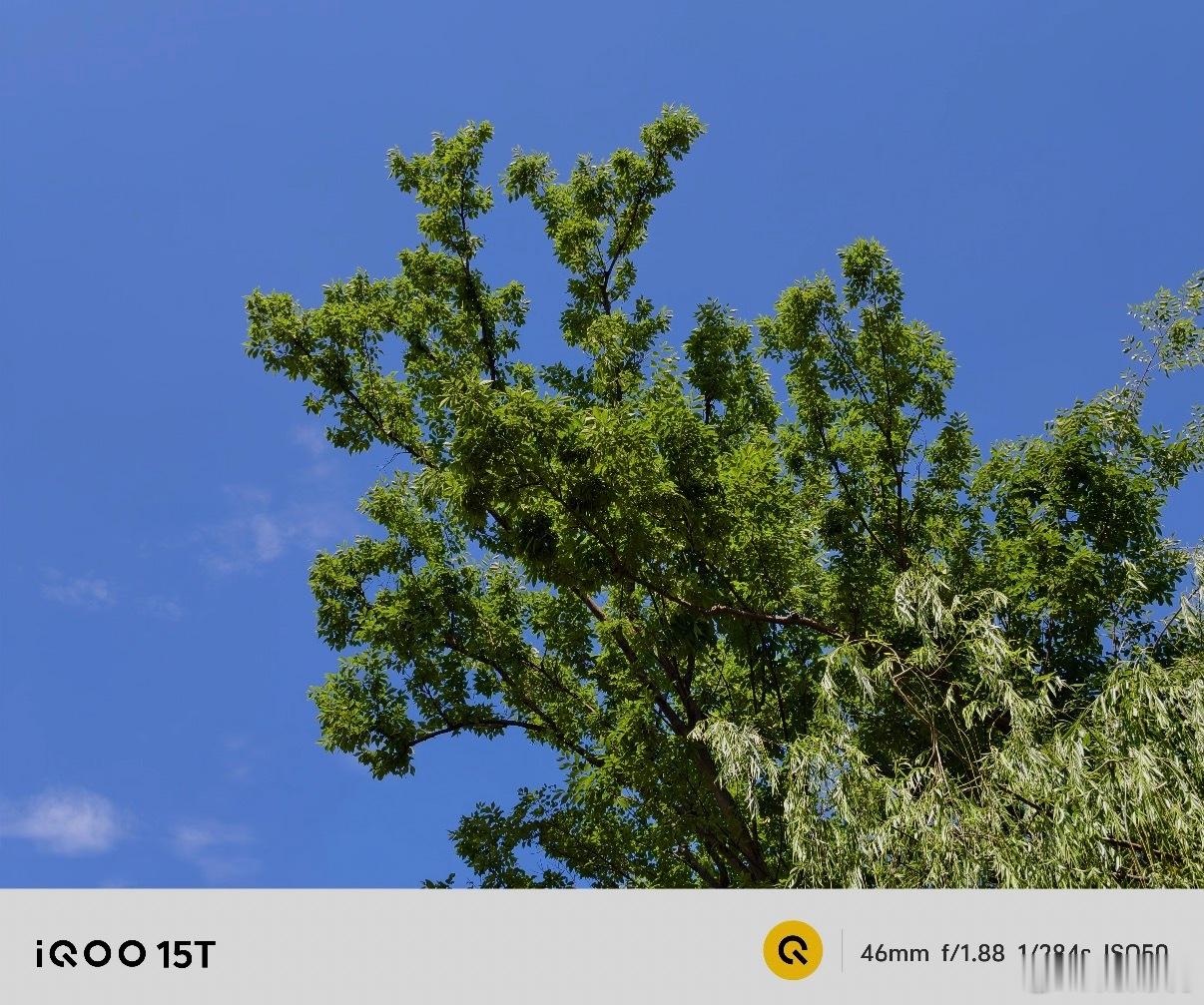 iQOO 15T随手拍，这影像表现力太惊喜🌿出门逛湖，全程原相机直出，没有任何