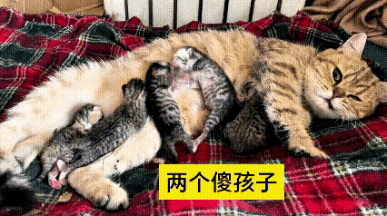 我翻来覆去看了好几遍，还专门把手机放大细看这俩小家伙。别的小猫都安安分分找个奶头