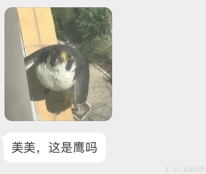 目瞪鸟呆的【游隼】 ​​​