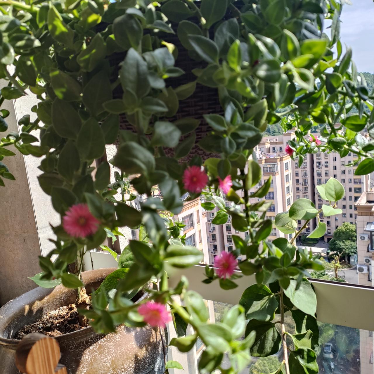 ，什么花都行
阳台的吊兰牡丹悄悄绽放✨
一丛翠绿缀着点点玫红，藤蔓垂落
闹市里藏