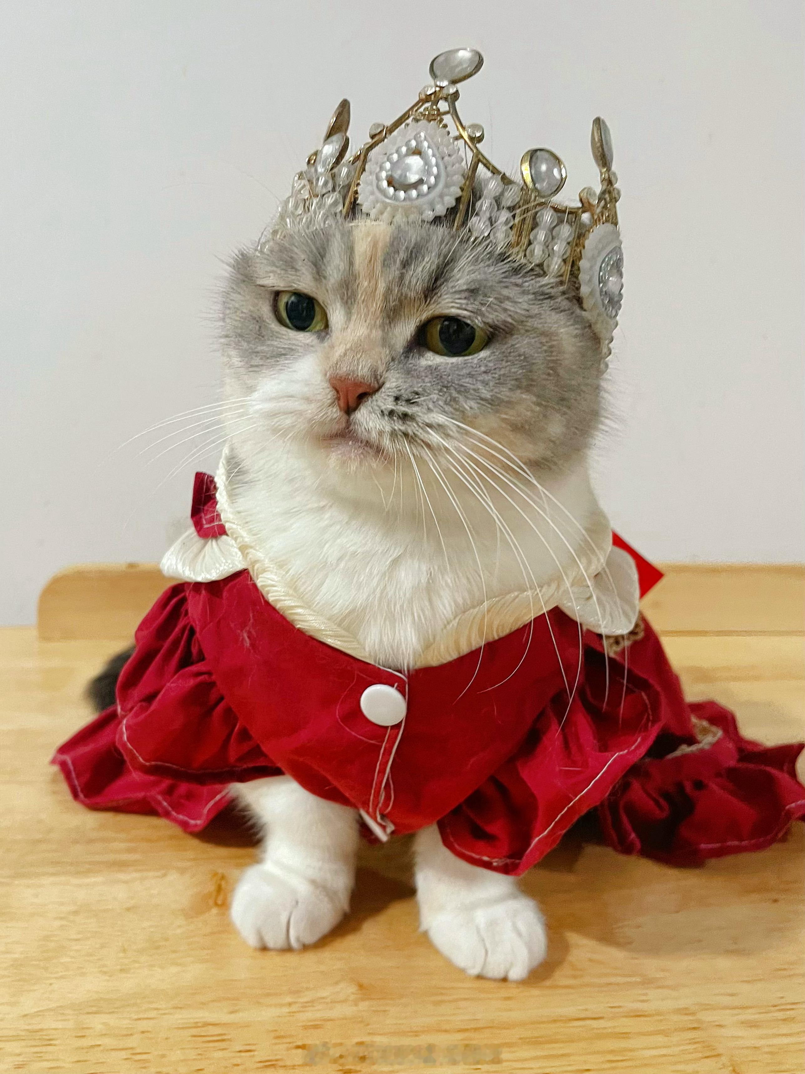 是谁家的国庆小猫今天过生日呀？🎂 