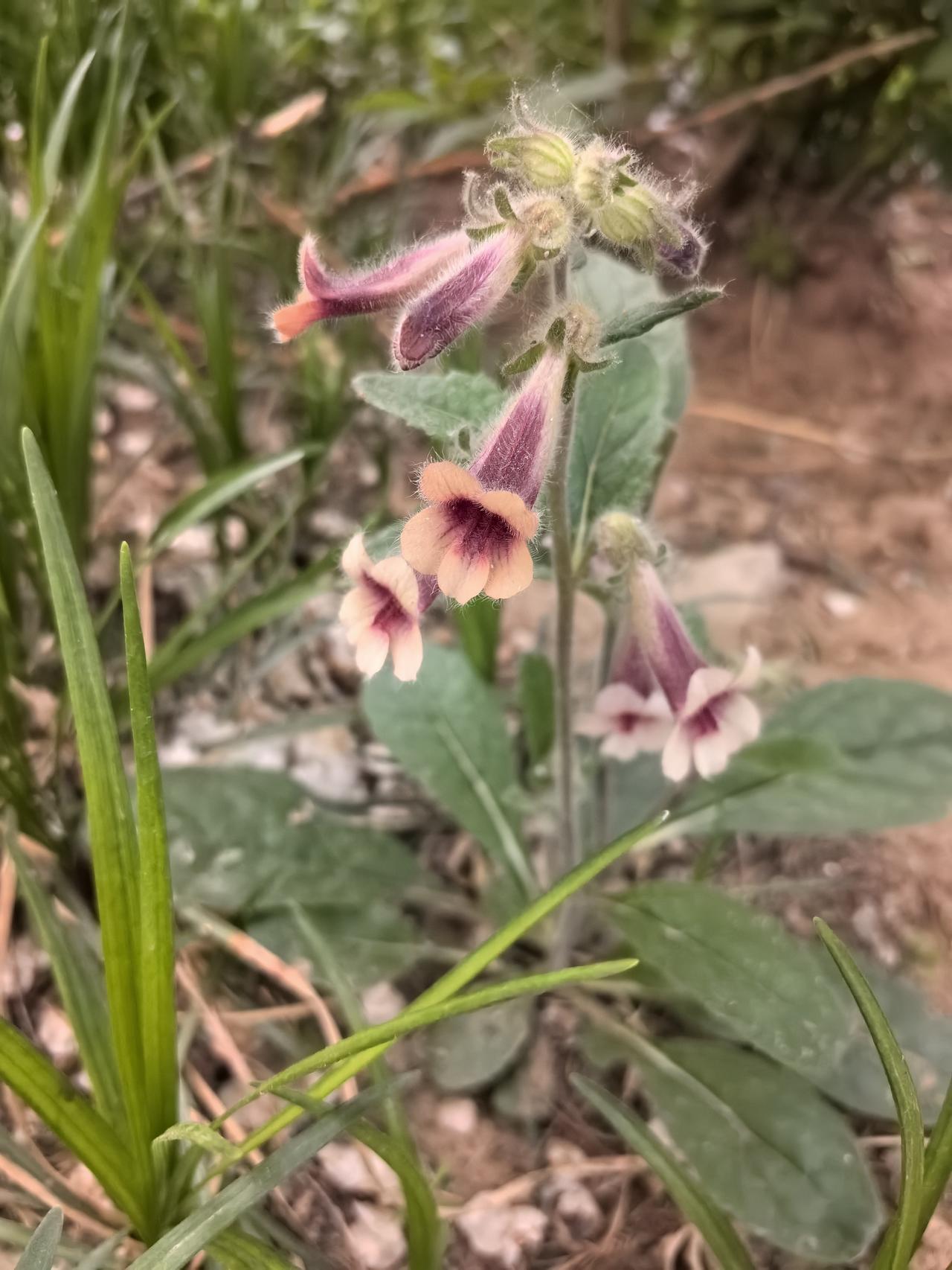 对镜贴地黄，不知明镜里，何时得秋霜。
一晃又一晃，我们都变样，伊人在远方。
再为