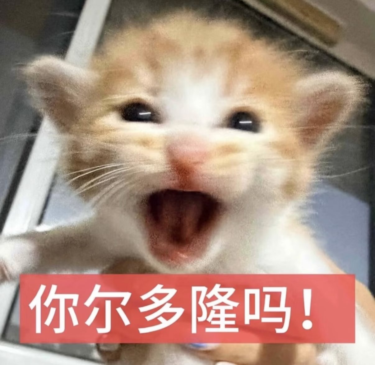 🐶💩发色不改