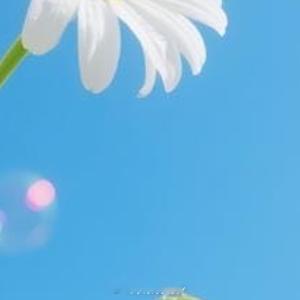 早安心语 送你一缕晨光，融化昨夜的星光；送你一阵清风，吹散梦里的迷茫。新的一天，