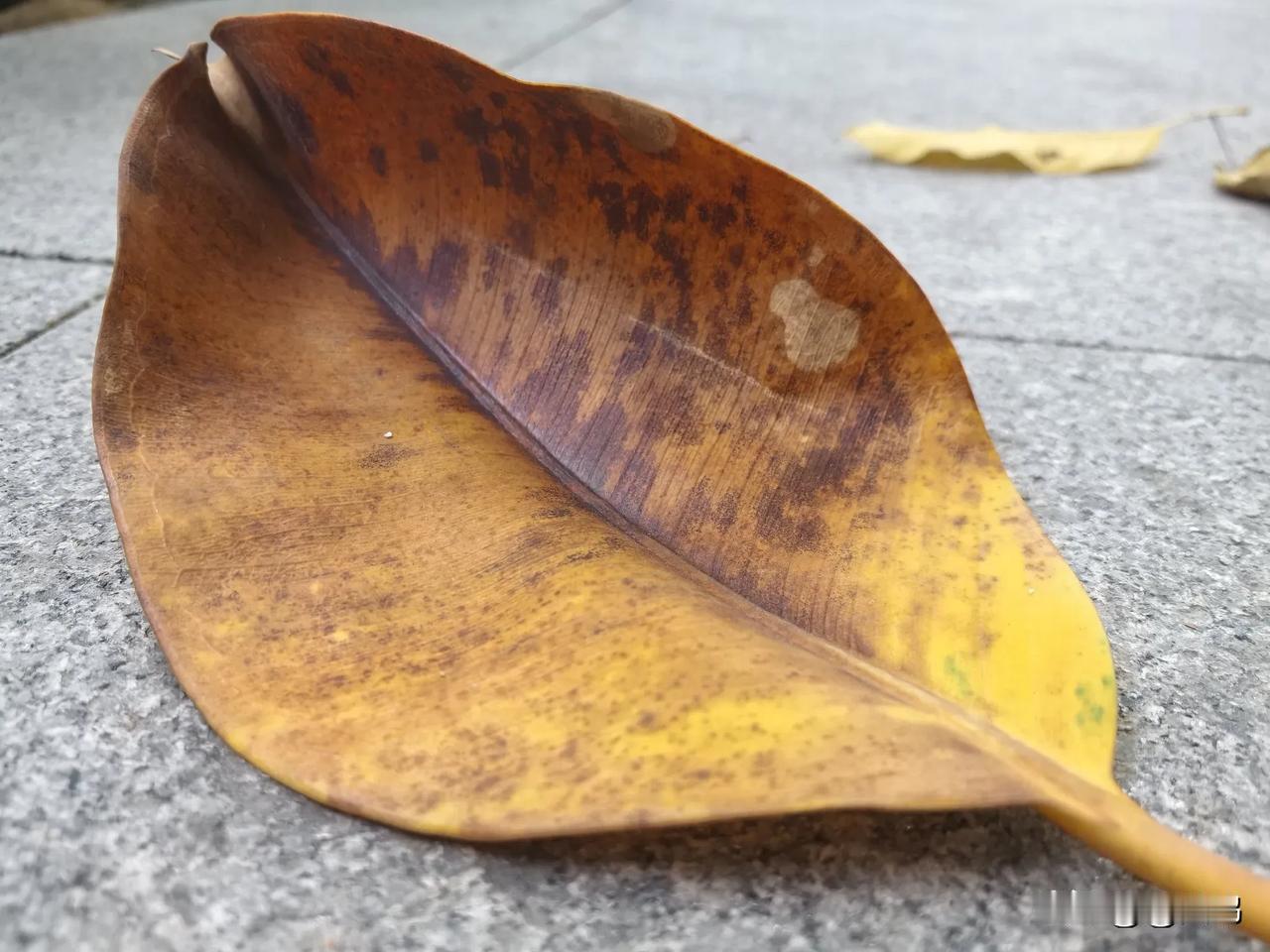 季节的感慨

暖阳照，叶落地，
纹路恰似来时路，皆是回忆。
 
过往深情心中藏，