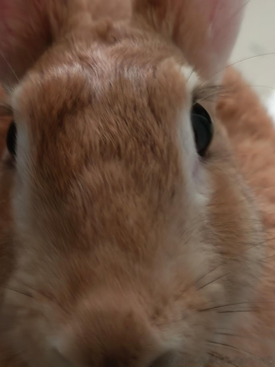 14314🐇【兔】撅着长长的嘴筒子就吻过来了 