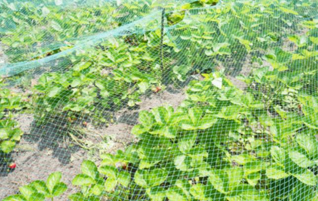 湖北赤壁，村民在自家的菜地上架网，防止鸡和鸟啄他的菜，结果鸟飞到网上，死了12只