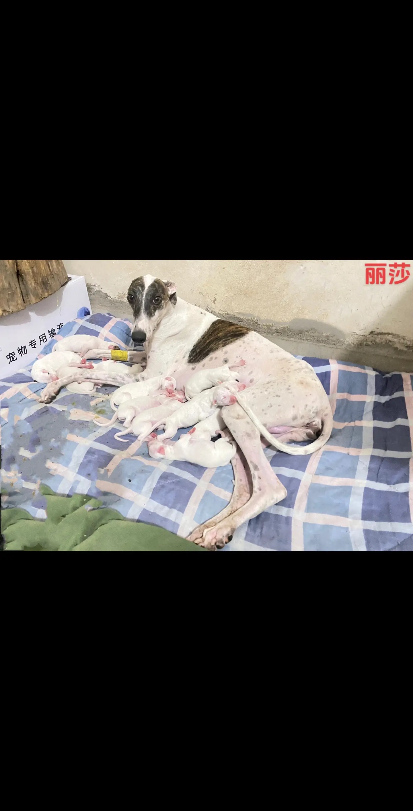 十二条，都很壮实，生龙活虎