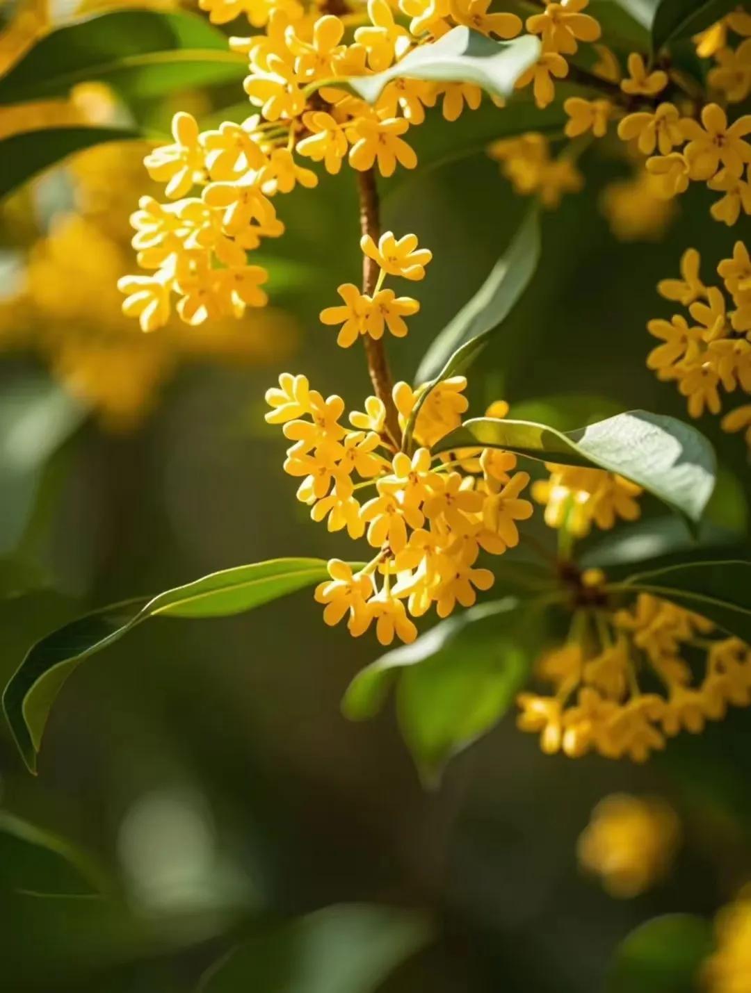 院中的桂花树静静伫立，金黄色的小花在枝头悄然绽放，宛如无数颗星星点缀在绿叶之间。
