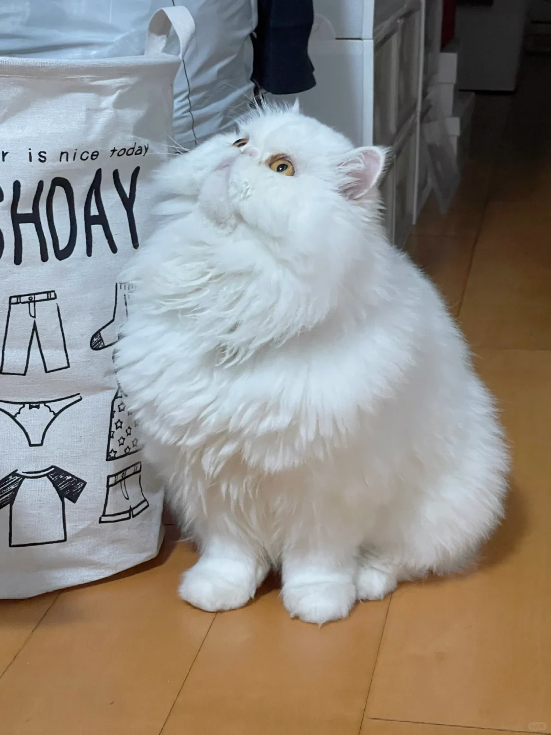 侧脸绝了！