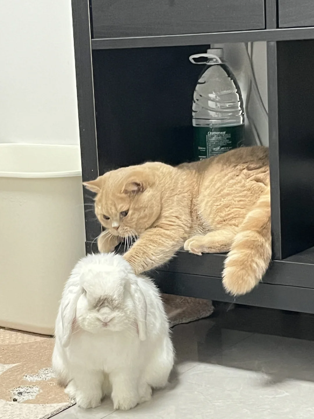 🐰&🐱｜没头脑和不高兴🤪