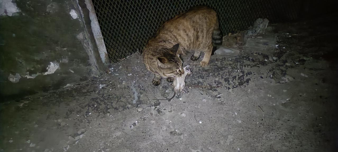 今晚去喂流浪猫，看到了让我惊喜的一幕:小狸花猫嘴里叼着一只老鼠欢快的向我跑来，一