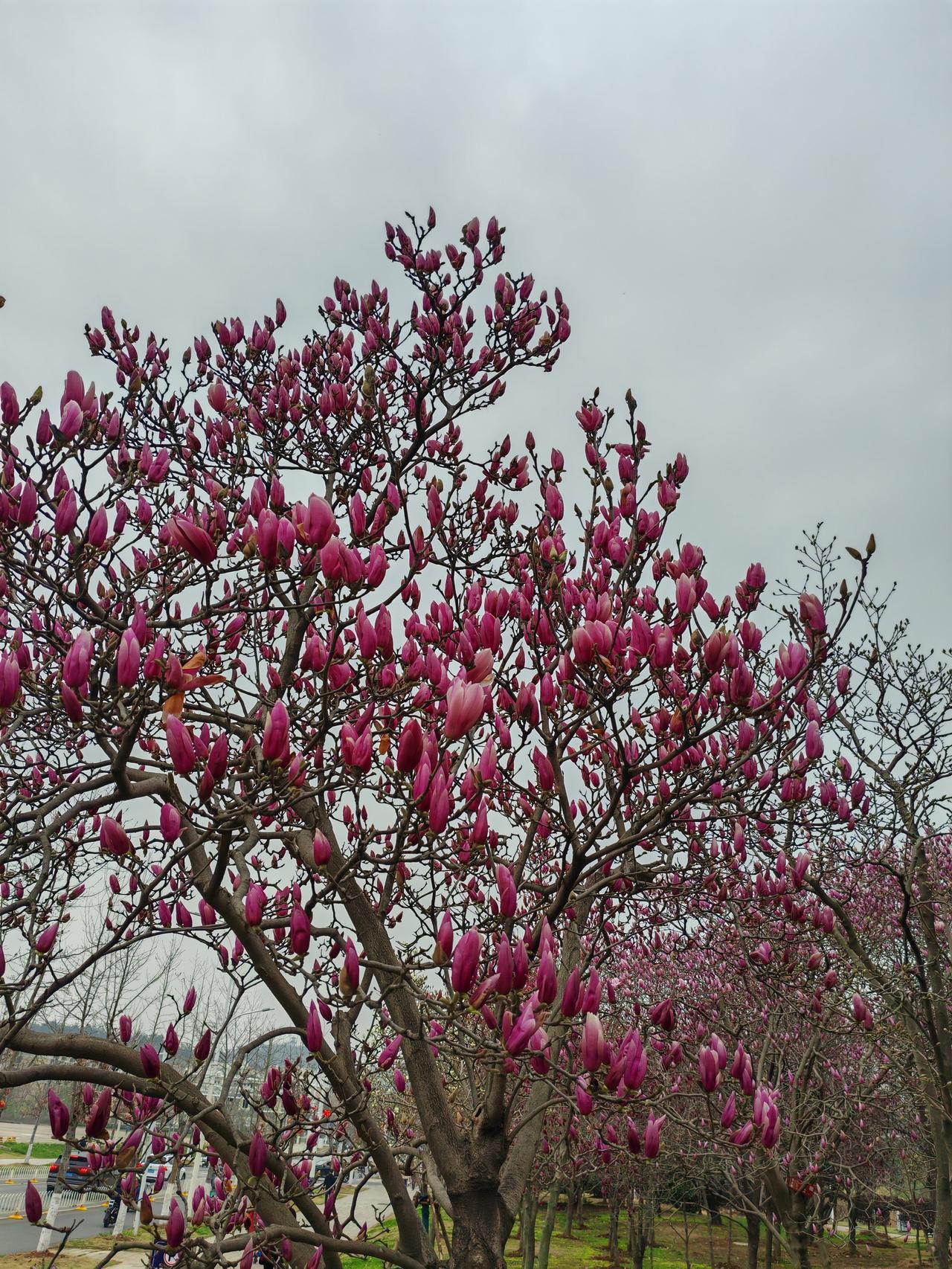 新年爱好打卡春来无事，只为花忙。紫玉兰白玉兰争奇斗艳，格外美丽。