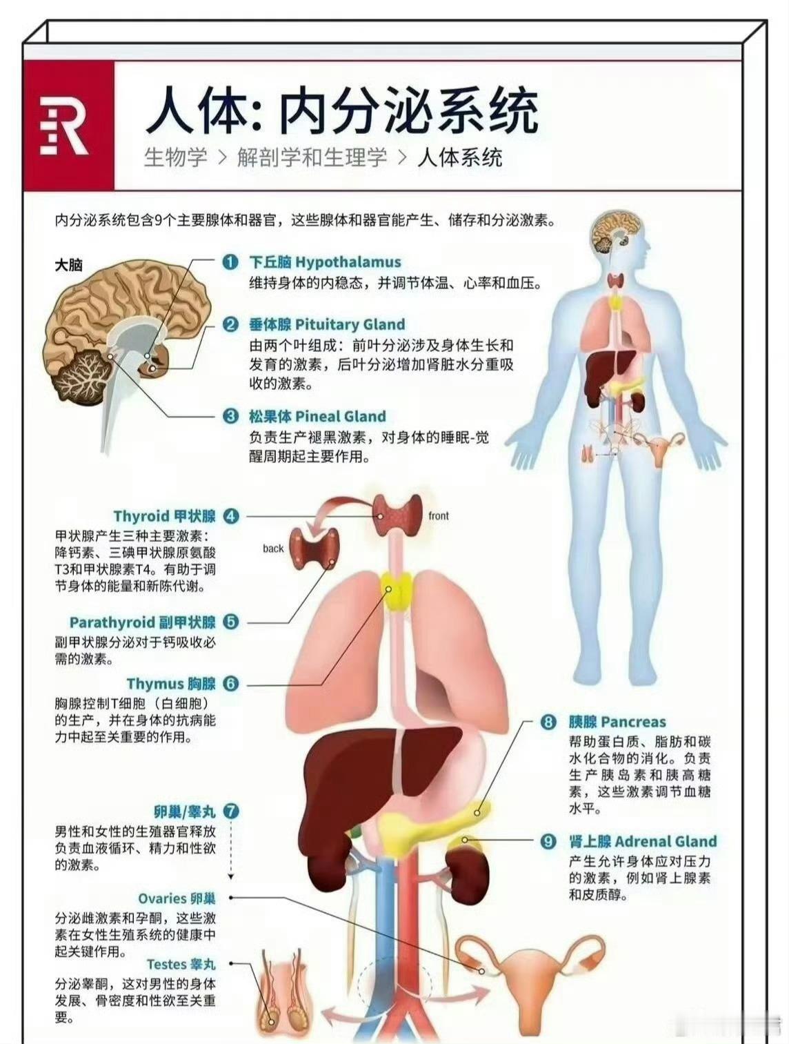 人体的11个身体系统 
