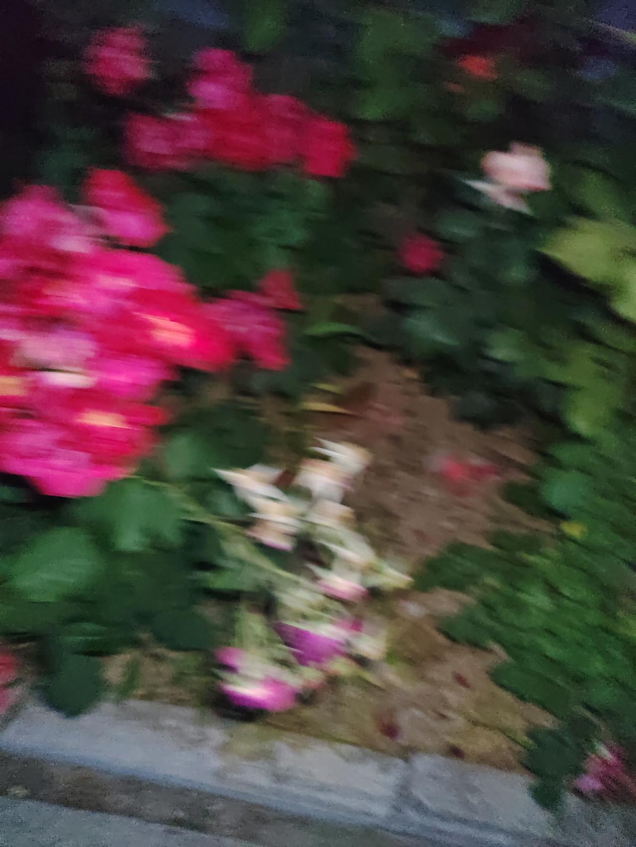 你看这一地残花！白天开得再艳，夜里照样被人踩、被雨打，看着真心酸。
 
这不就跟