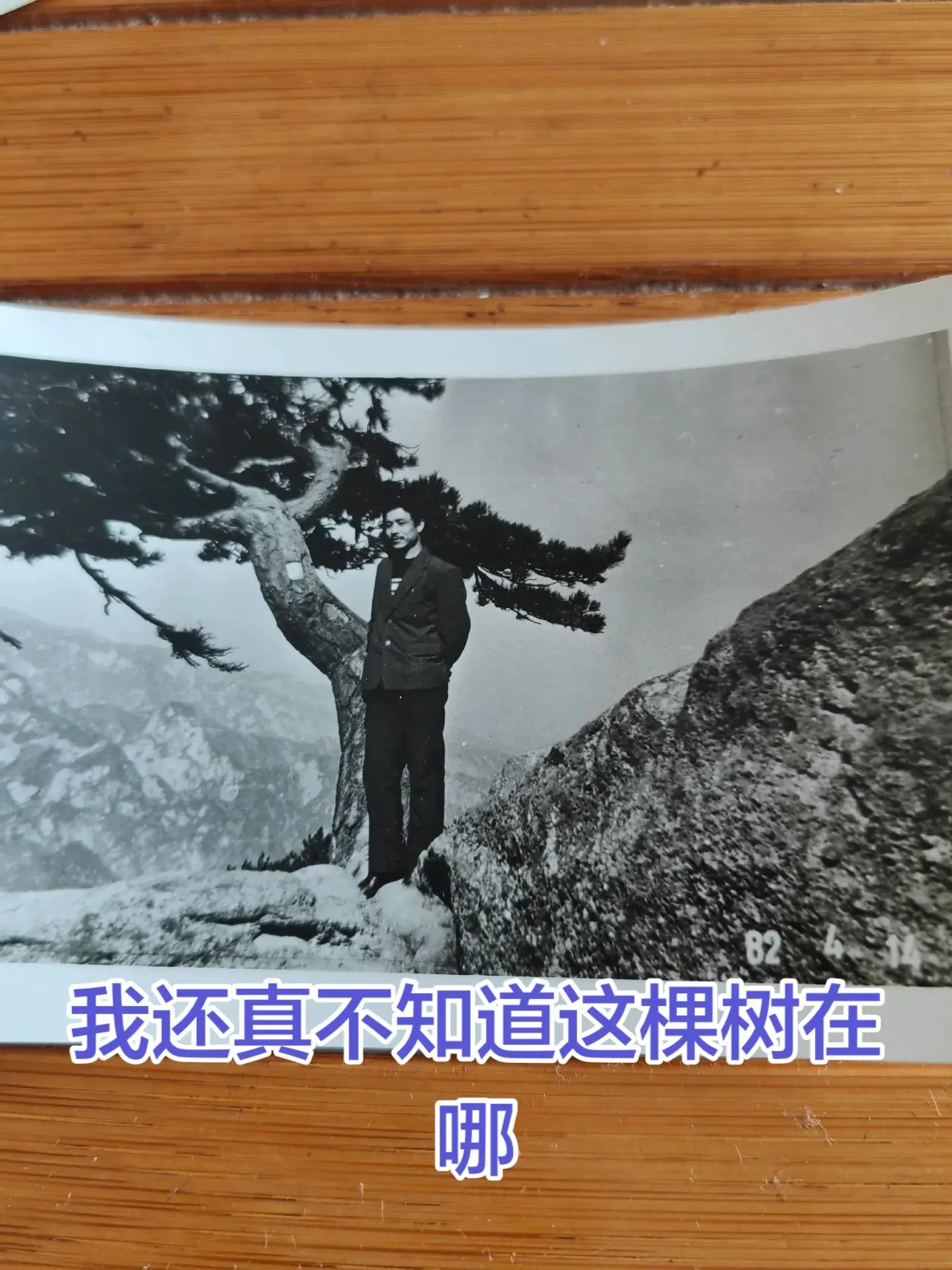 你能告诉我这棵树在华山哪里吗？