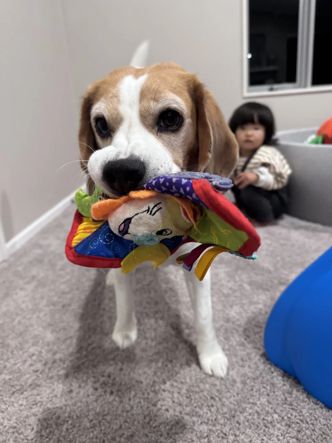 留给riley的婴儿玩具，被另一只小狗买走了
