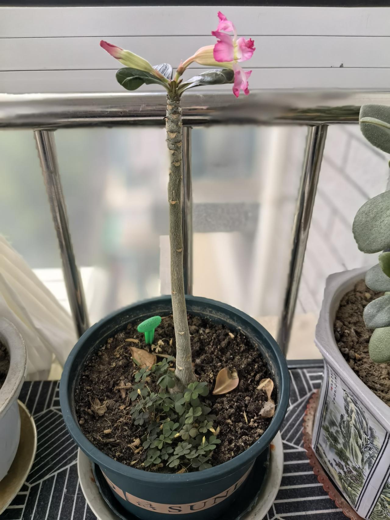 一岁的沙漠玫瑰，开花了，是这样式的，感觉开的好勉强。
粉红色沙漠玫瑰 
沙漠小植