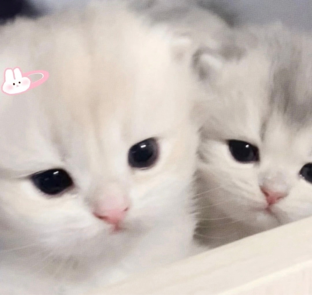 𝐖𝐞𝐂𝐡𝐚𝐭︳可爱小猫情侣头像 