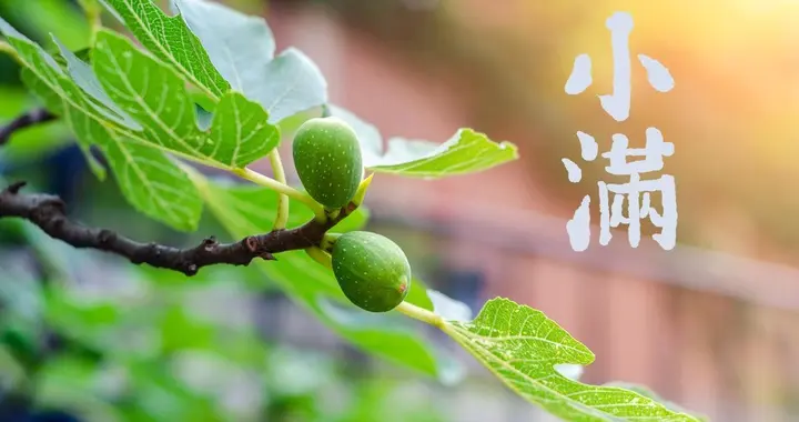 明日小满，按习俗要“做4事，吃4样”，寓意圆满顺遂，老传统别忘