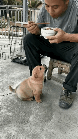 天才小狗🐶太聪明了[赞]
