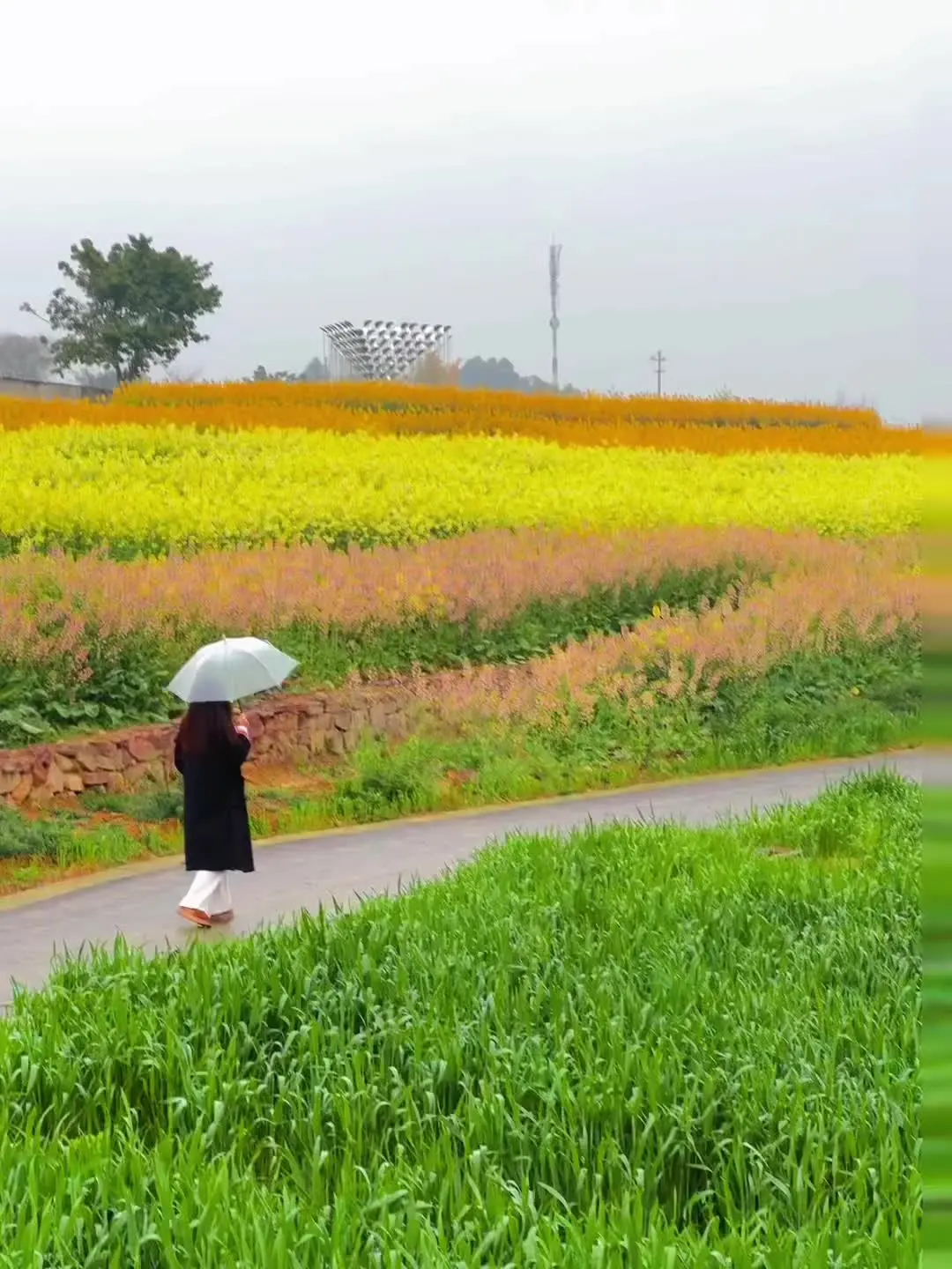 成都的莫奈花园🌼替你们去了！值得一去！ 成都春天的浪漫属于这片七彩油...