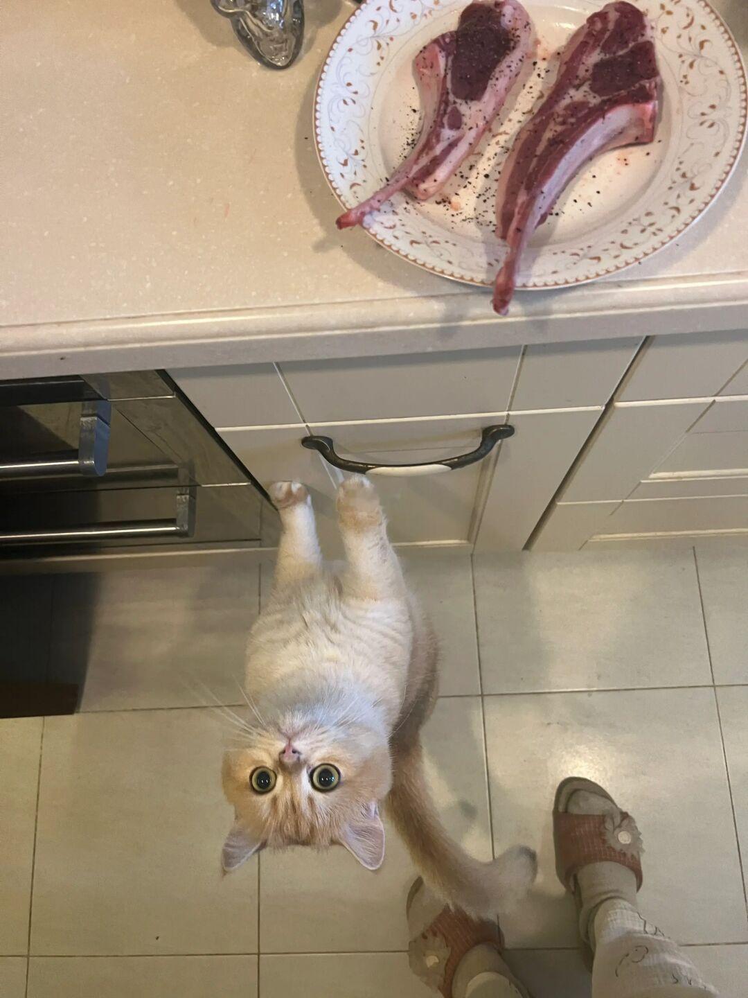 小馋猫的执著：麻确定不给我来一口吗？