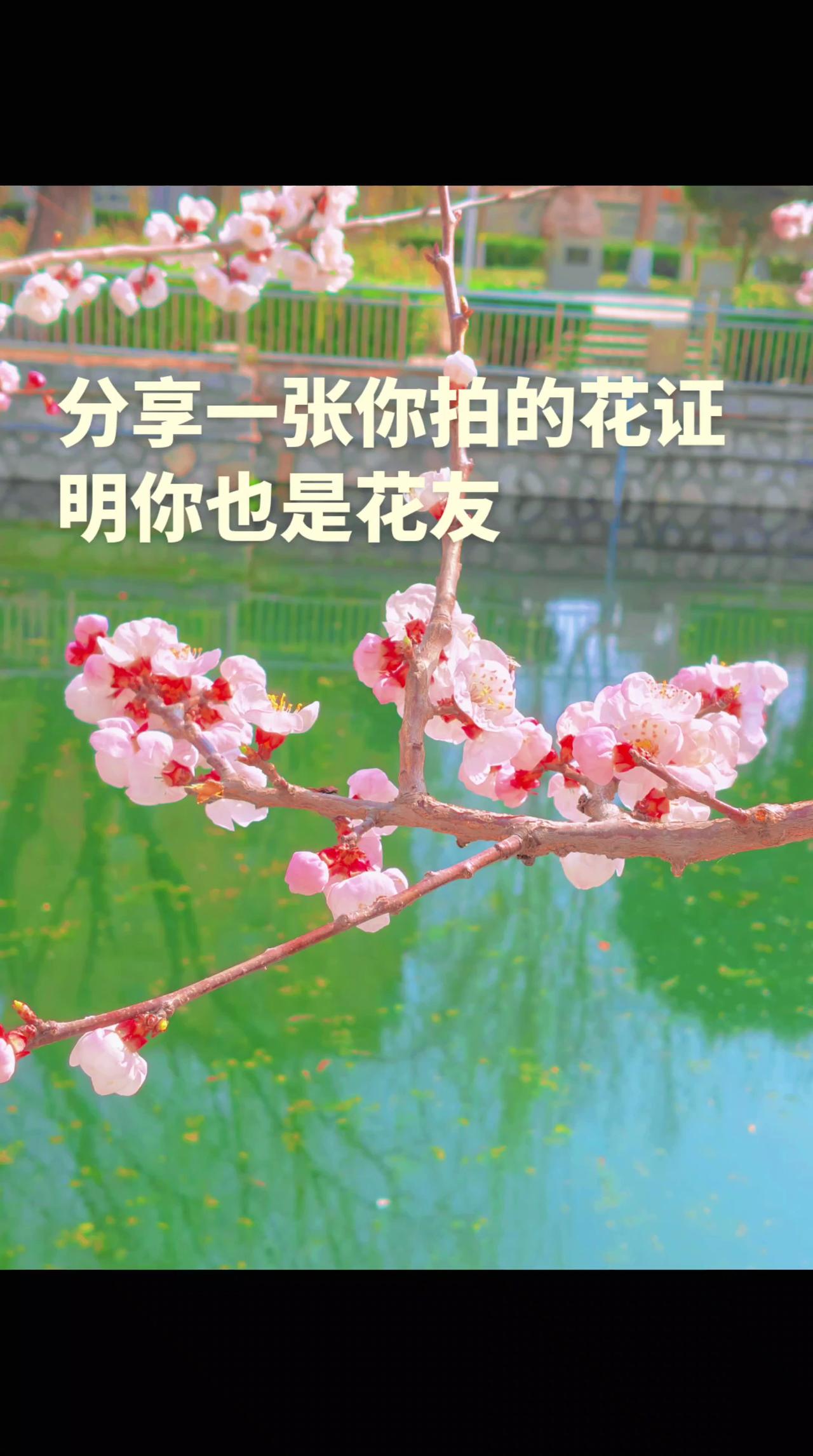 用你拍的照片，配上这个音乐，去串门儿就会有流量，如果你也喜欢拍花不妨交换一张 创
