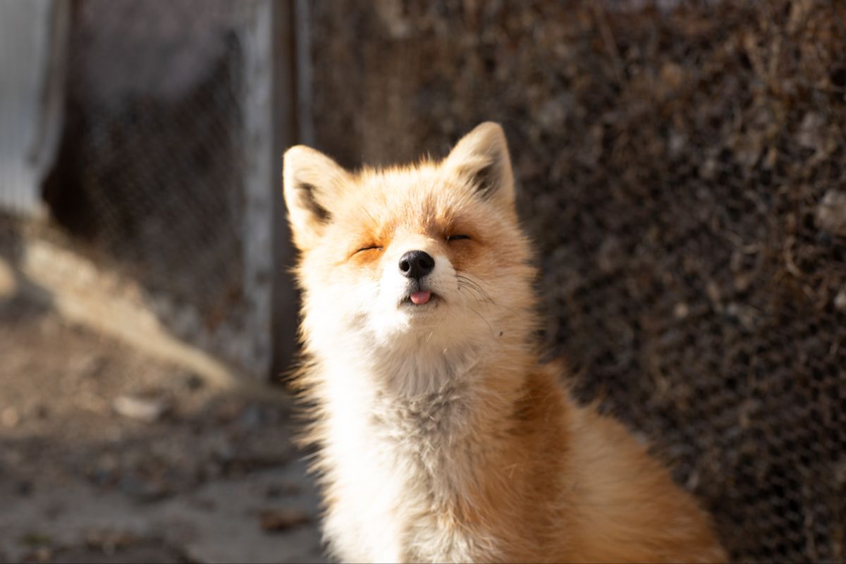 轻轻露出小口条 