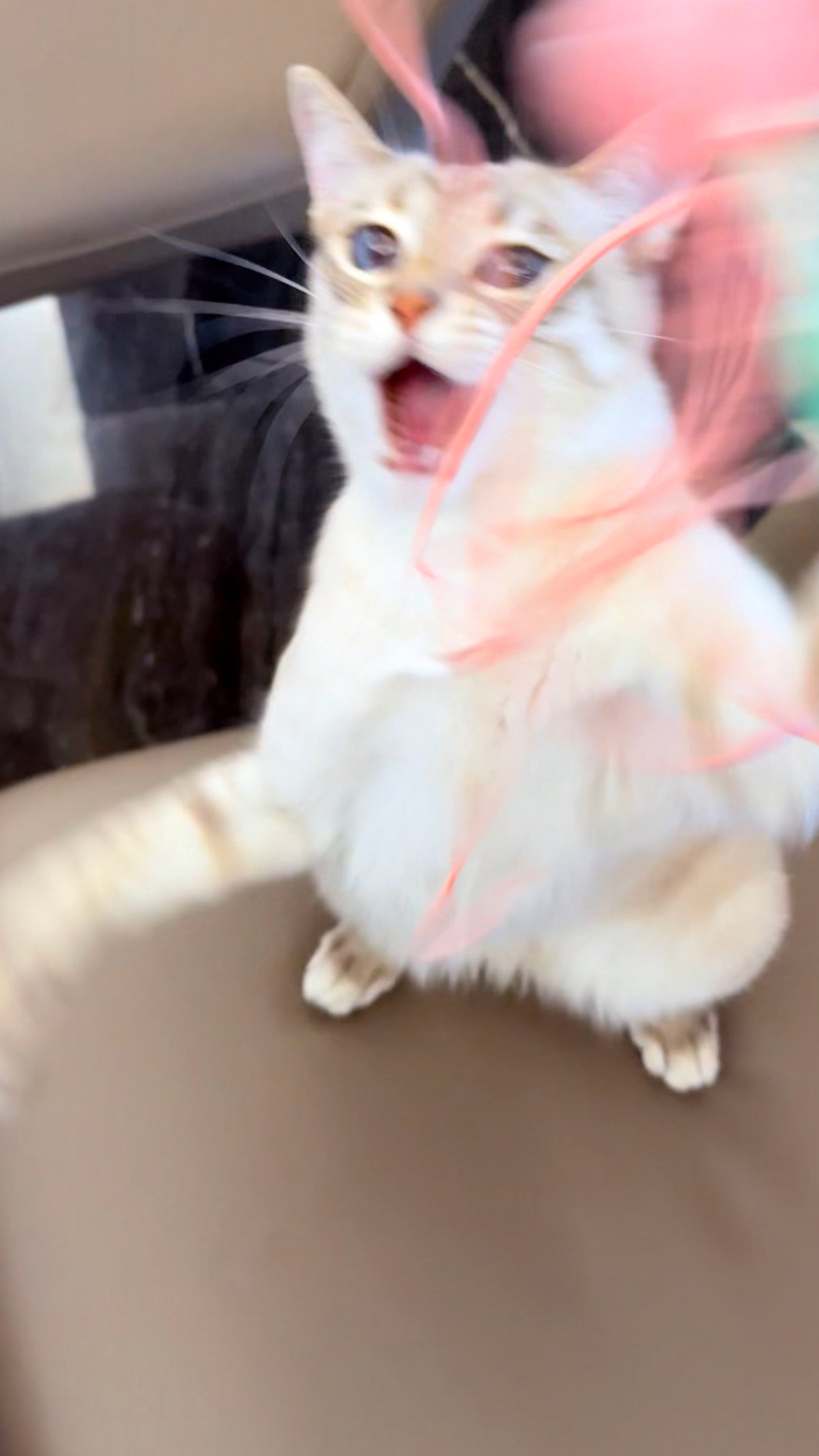 什么生物 