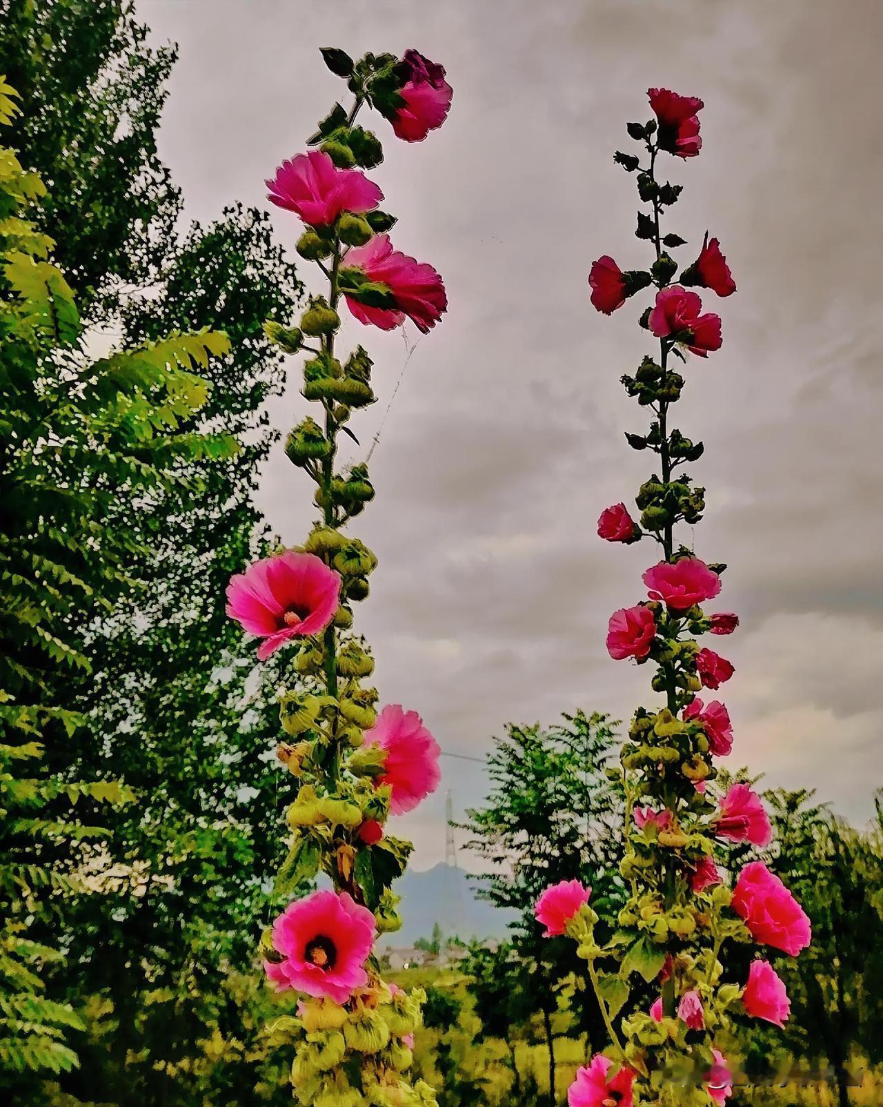 《两株蜀葵花（李林摄于汉中城固）》