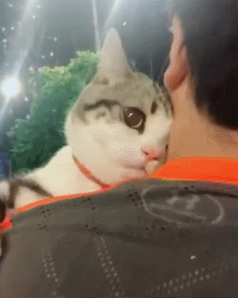 【别让男朋友看到，要不然就被这小猫给撩走啦，网友：偷猫吗组队！】别让男朋友看到，