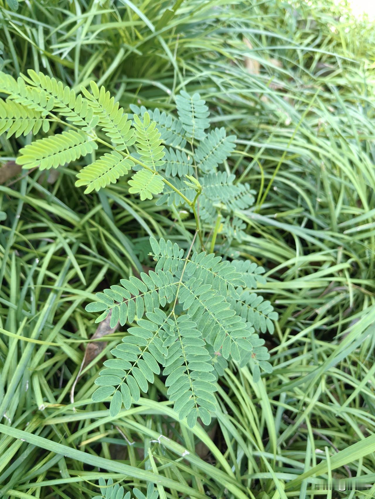 分享今日的感悟今日的感悟，也许这就是最好的安排！今天是哥哥十岁的生日，独自带他们