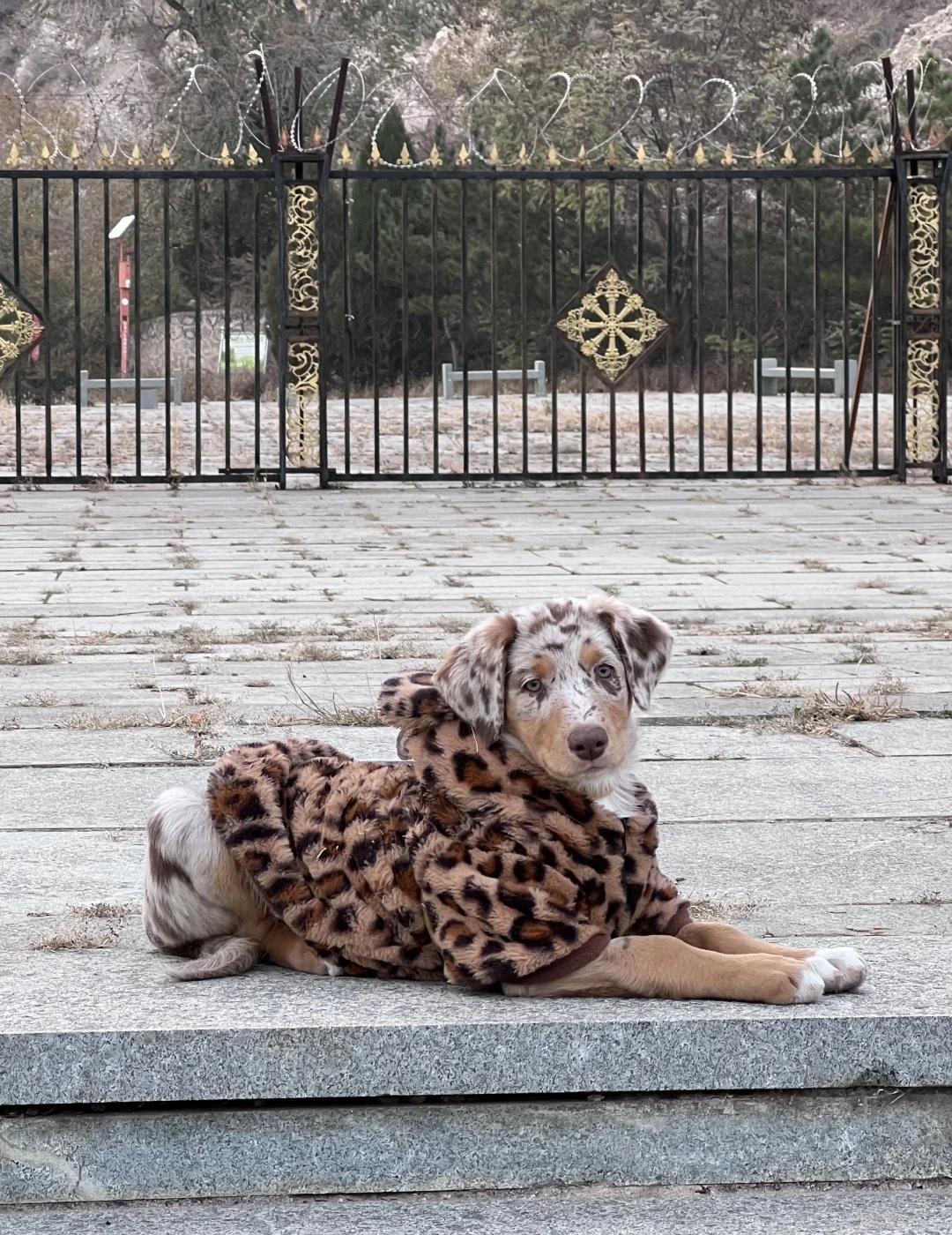重金悬赏（已平安回家）
她叫kiwi 有个哥哥叫荔枝 每天都是一起遛 她们一起玩