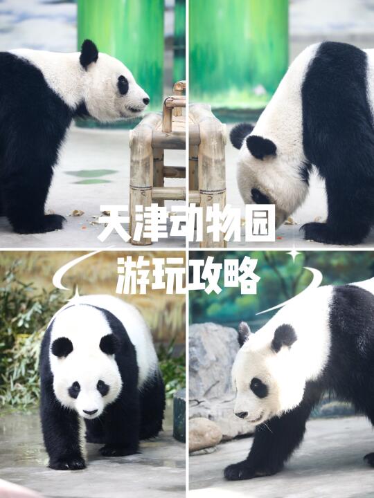北京出发1h🐼终于看到“二姑奶奶”啦