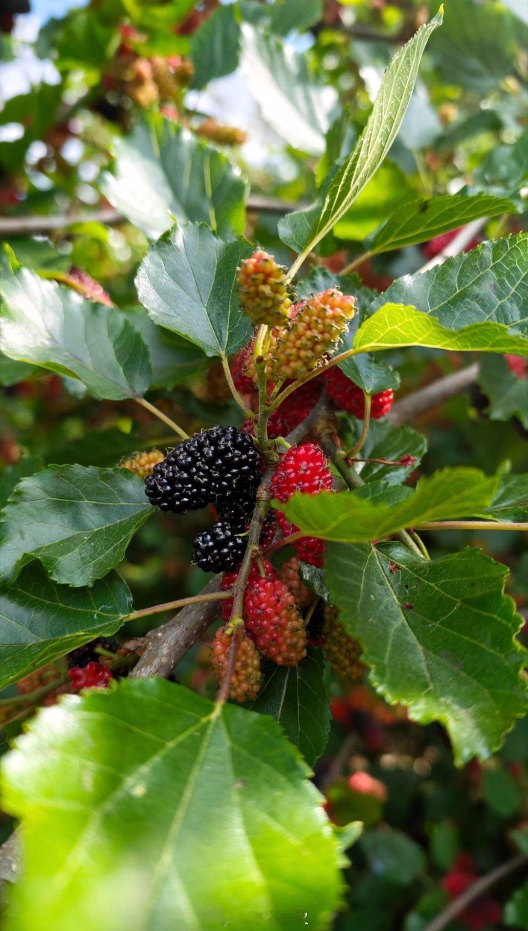 又到了吃桑葚季节了，往事历历在目，那是童年最野的甜，是放学路上偷偷摘的欢喜，是藏