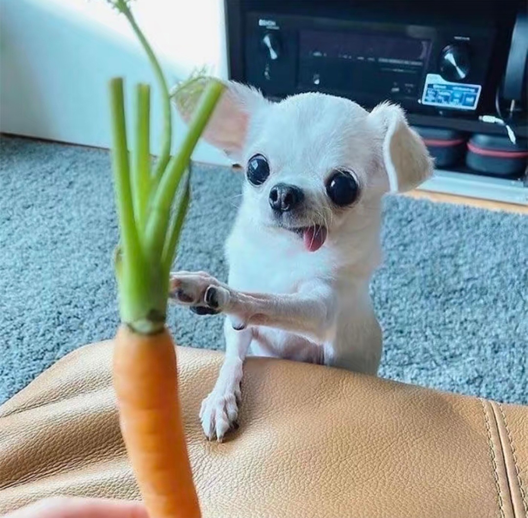 可爱小动物头像分享𝑆𝘩𝑎𝑟𝑒.小猫小狗🥕 