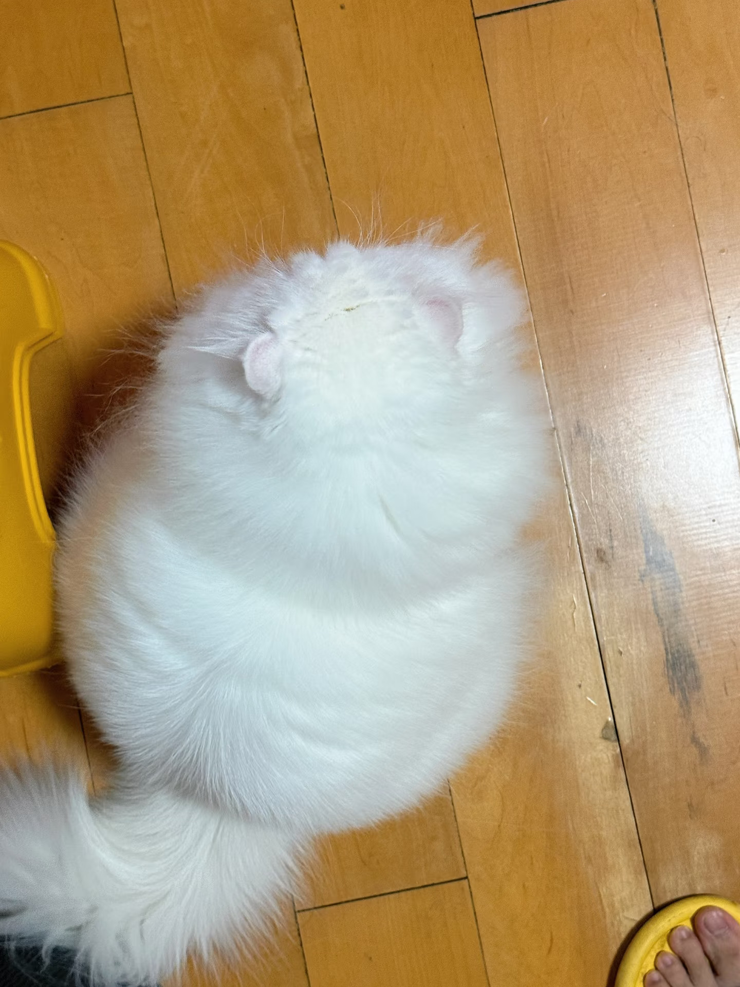 小龙猫😀😀