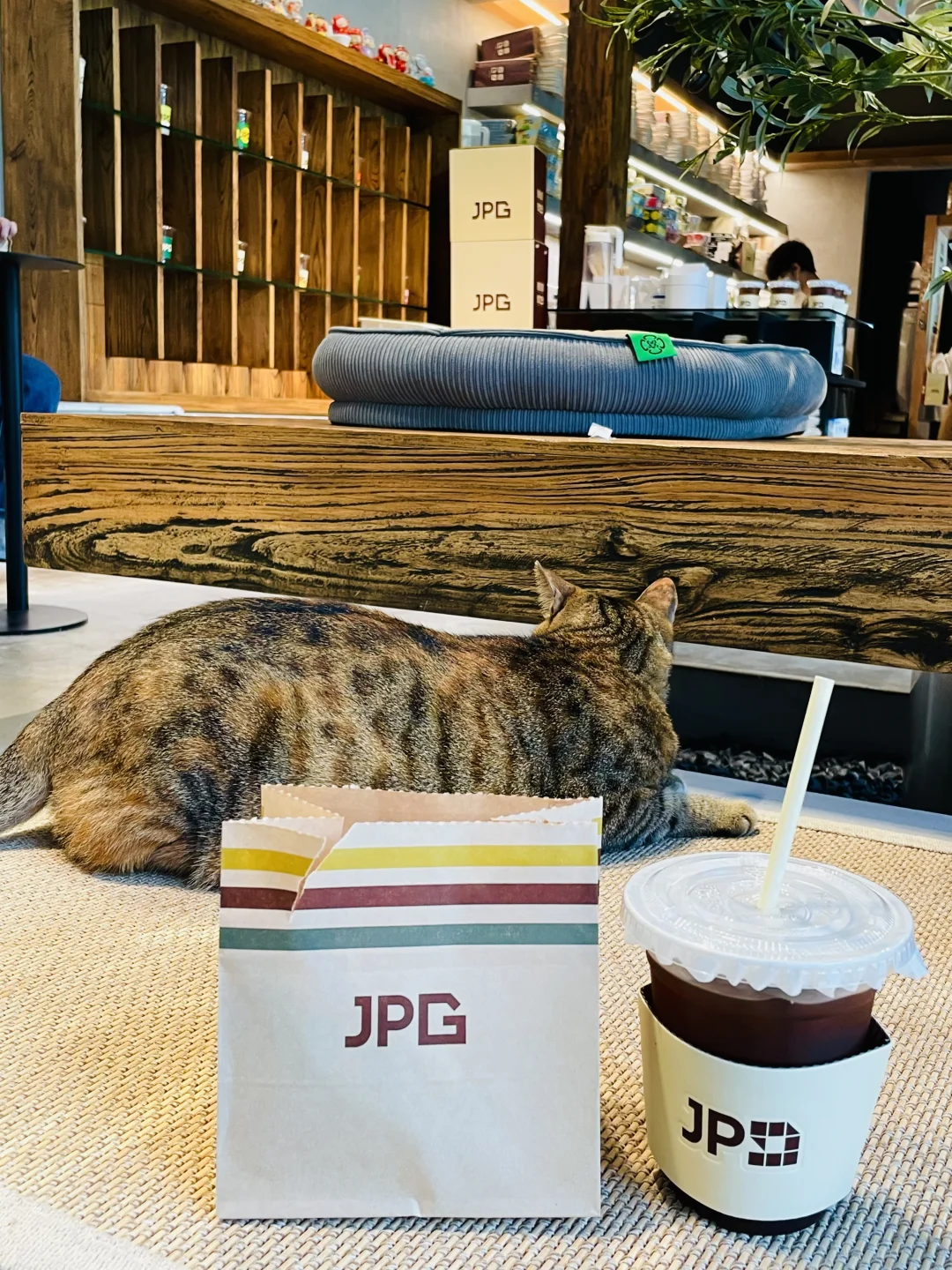 是谁家咖啡店☕️有猫🐱❓