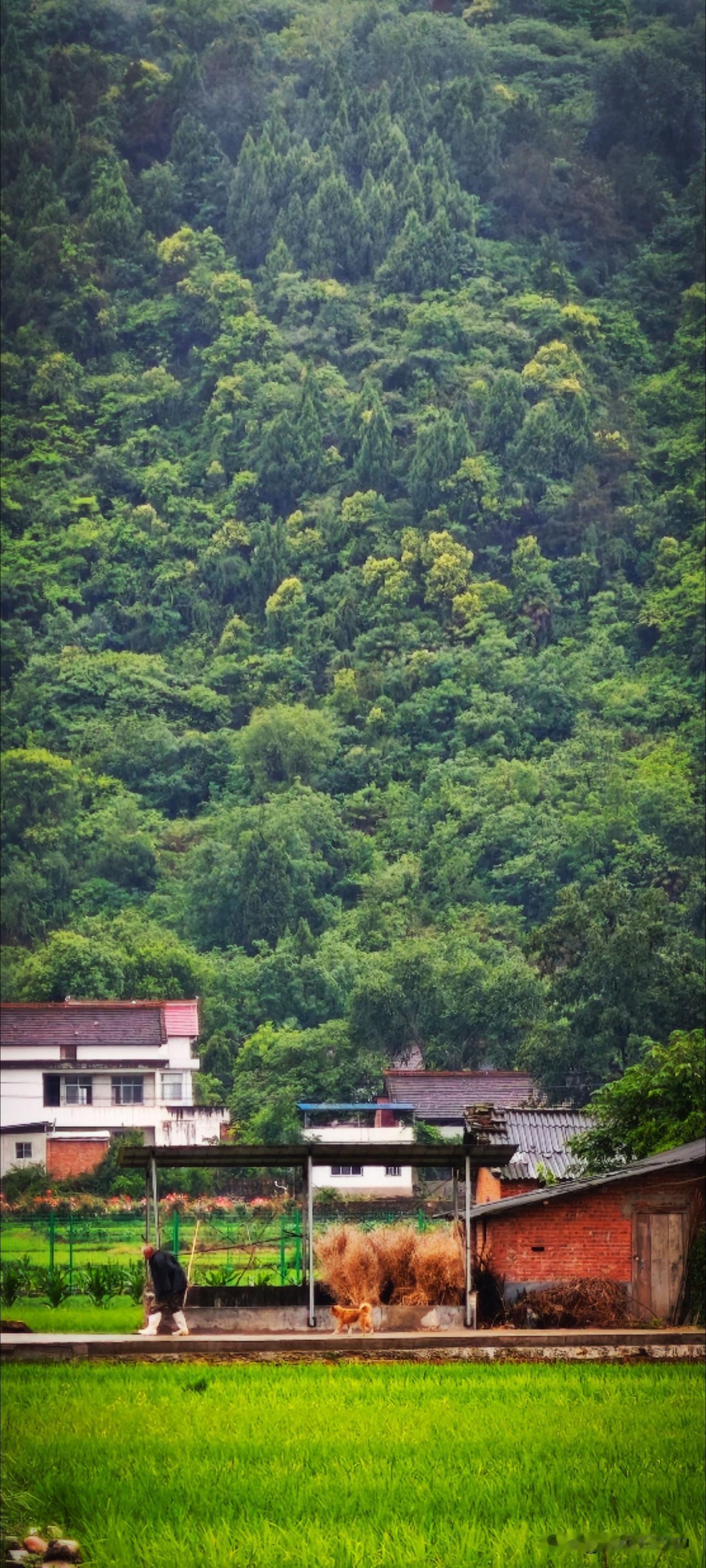 因为倚山，足够寂寞无声。山棱间的雾气到了平地上就成了淅沥小雨，此处的农户依山而眠