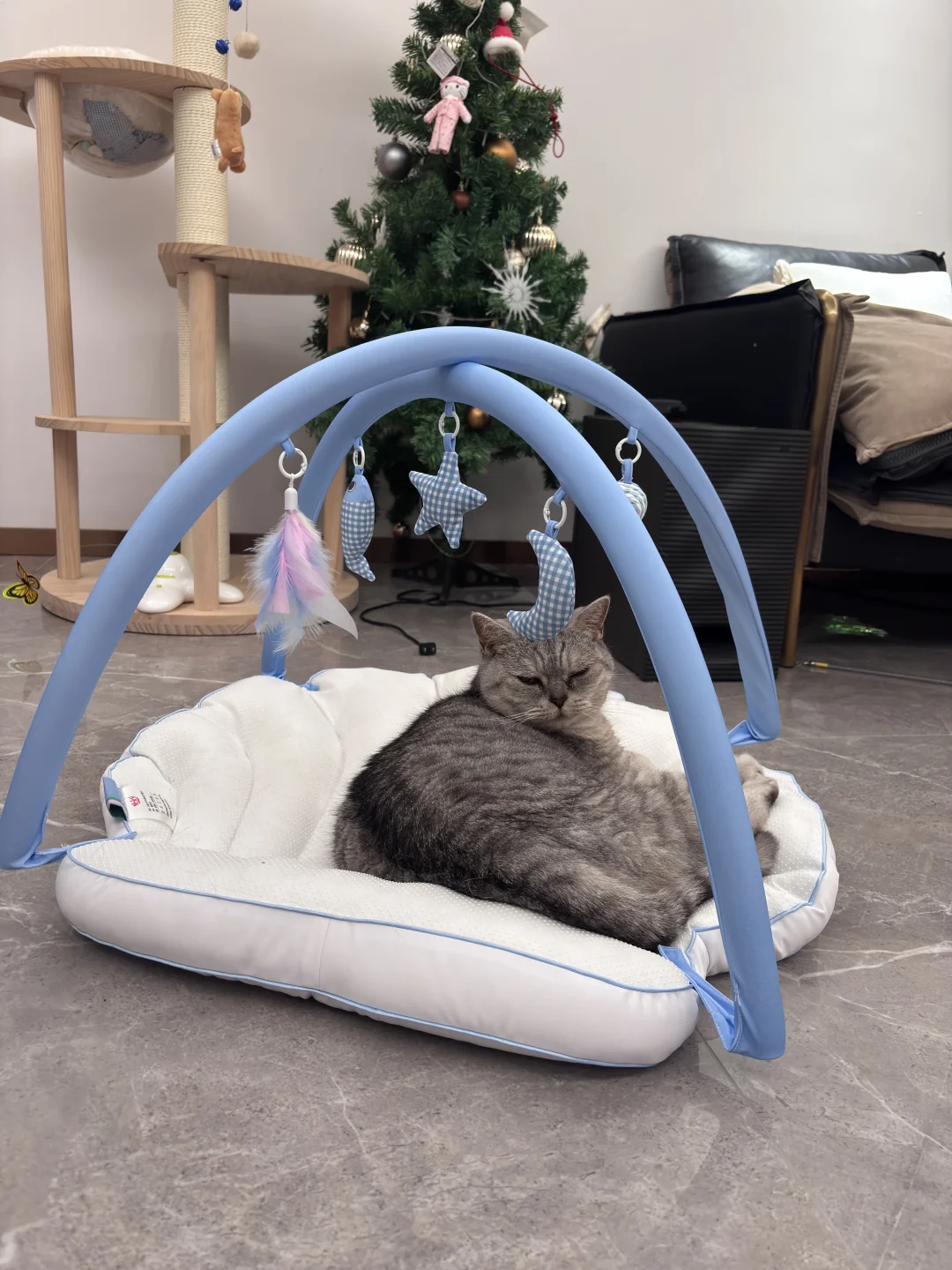 百元内拿下猫咪夏天凉窝～🐱